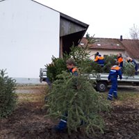 j_christbaumsammeln_2018_1